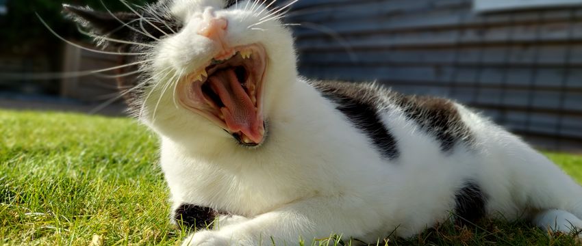 Februari... de maand van het gebit