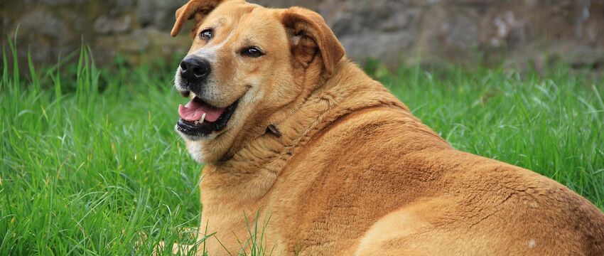 Januari: De maand van... goede voornemens!