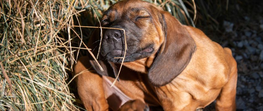 April: De maand van... Allergie