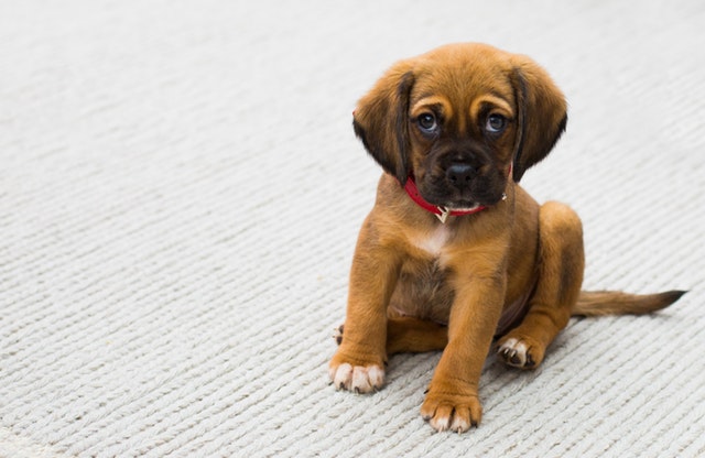 Puppyspreekuur